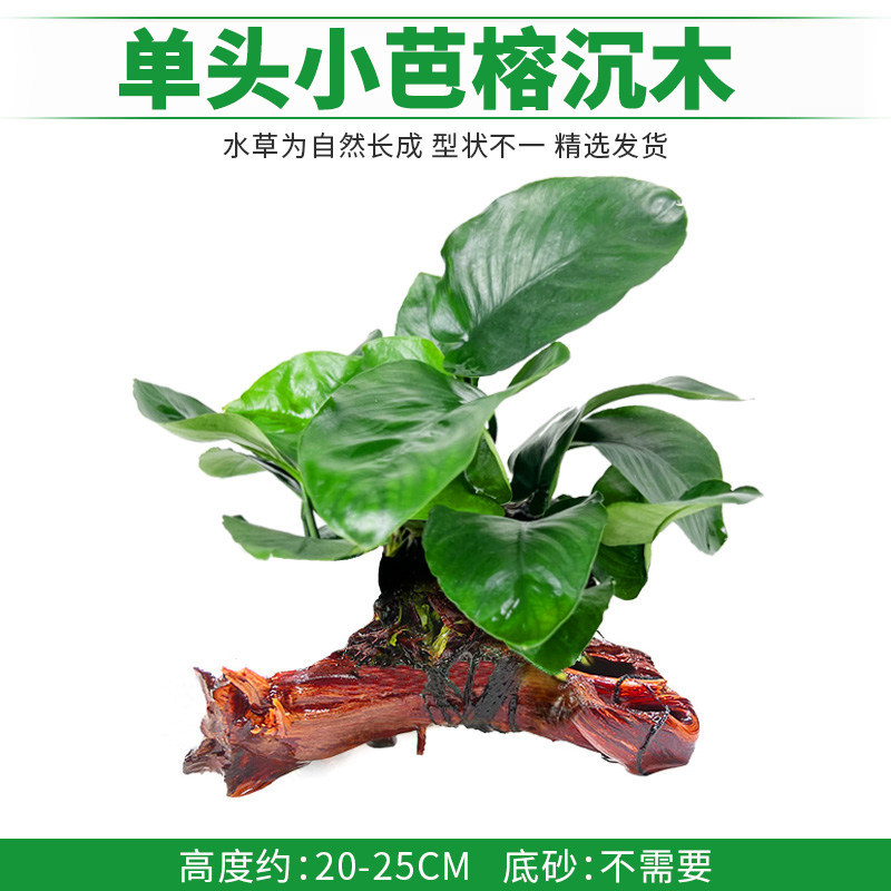 单头小芭榕沉木
