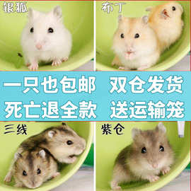 一件代发包邮宠物仓鼠银狐布丁鼠金丝熊眼圈奶牛熊珍珠熊小仓鼠