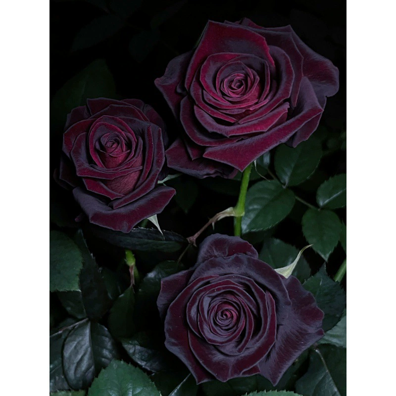 Черная Роза Buck роза большая рассада бархатная текстура сильный темно-красный Four Seasons открытый балкон Садовый цветок зеленое растение