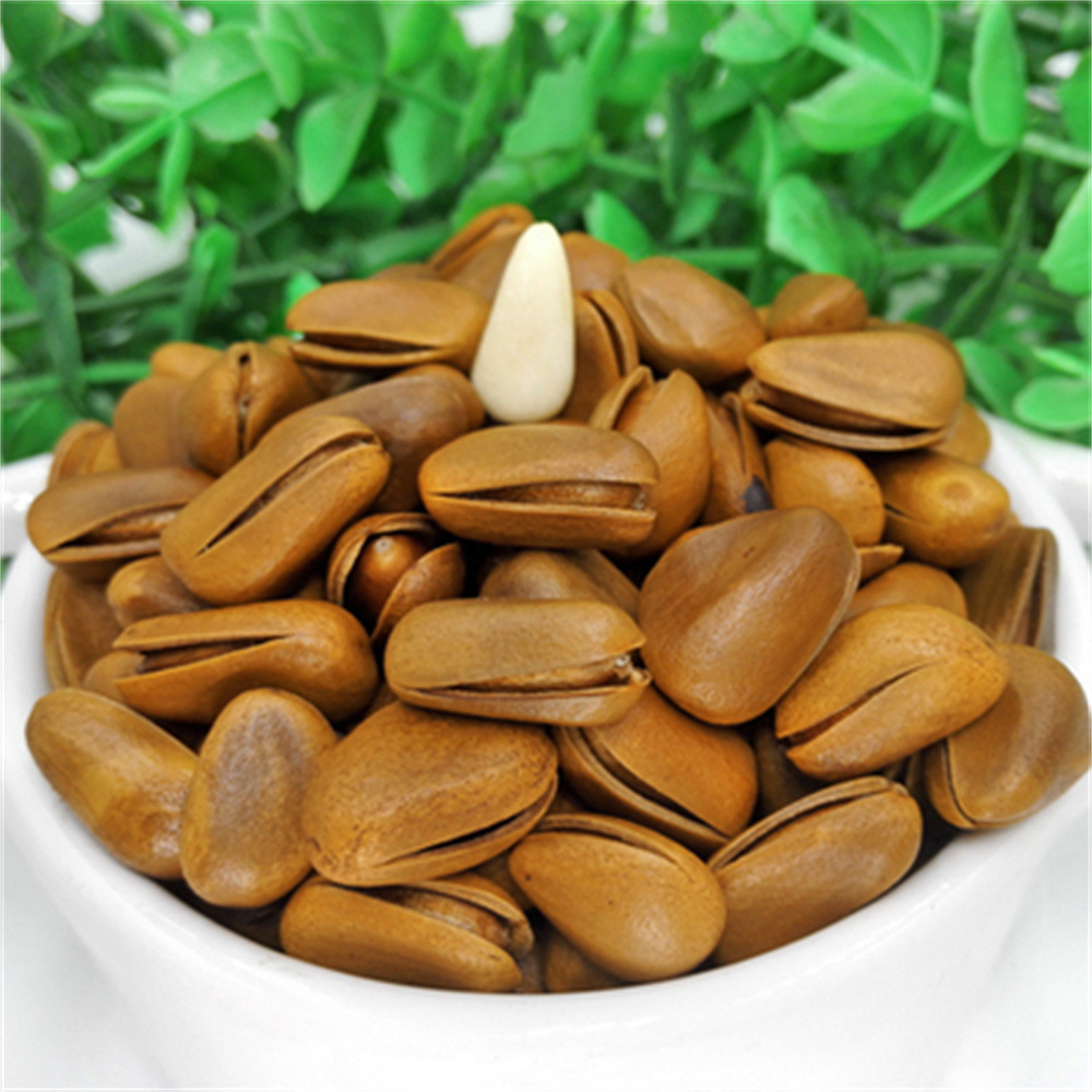 美国巴西松子苗坚果树苗果松苗东北红松子树苗四季常青果树苗结果