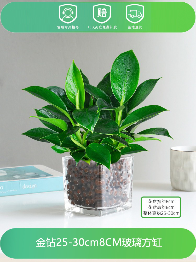 골드 다이아몬드 25-30CM [8CM 유리 사각 스틸] + 영양액