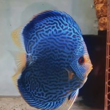 ��Ʒ�߲������~Ұ���~�l؛���]���p�͵���