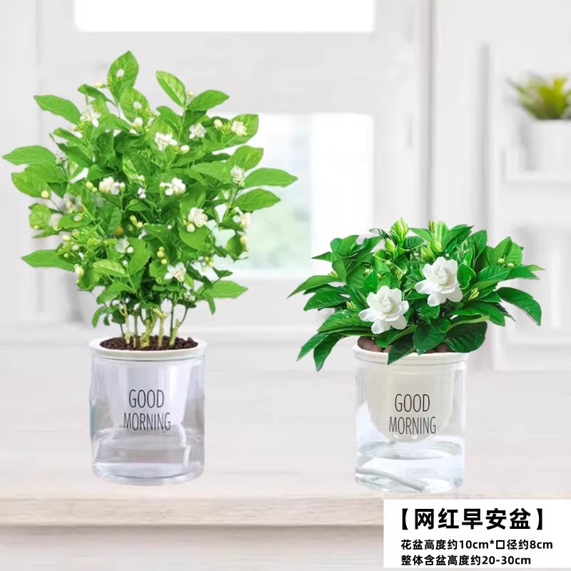[hot selling combination] selected 5 jasmine seedlings + gardenia (good morning pot) for free nutrition