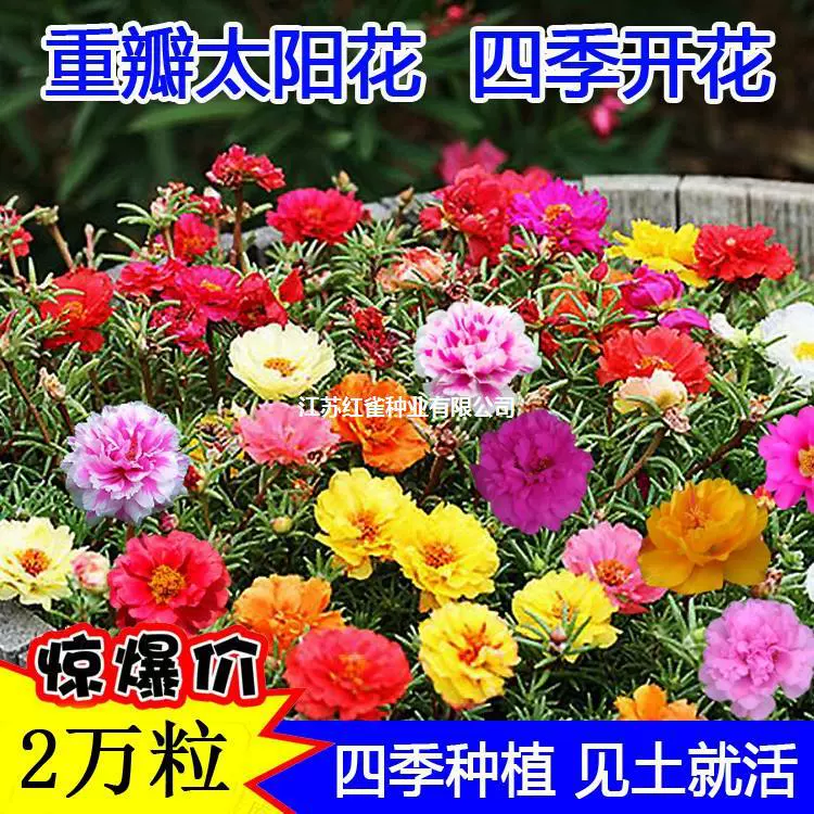 [Пейзаж Цветочный Море Двойной Лоскут Солнцезащитный Цветок Оптом] Сосновый Лист Пион Легко цвести Красота В Горшке Цветение Вишни