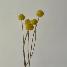 黄金球干花亚马逊小芦苇兔尾草软毛拂尘组合花束搭配装饰创意装饰