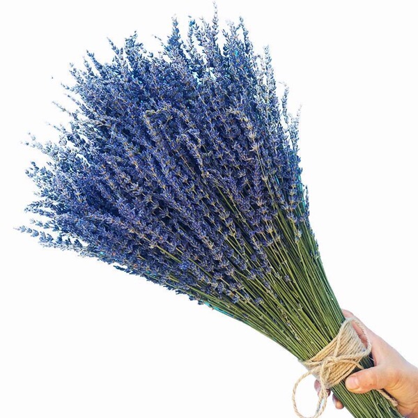 Xinjiang Yili Lavender Bouncing Lavender Drinking Flower Shop Flower…
