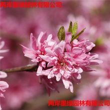 批发观绿化木1-6年生菊花碧桃树 品种优良菊花碧桃易成活