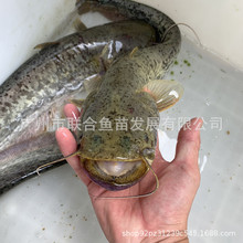 大口鱼 大口鱼品牌 图片 价格 大口鱼批发 阿里巴巴