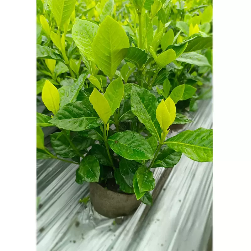 大叶栀子杯苗地苗 大花栀子 园林绿化工程苗木常绿灌木栀子花