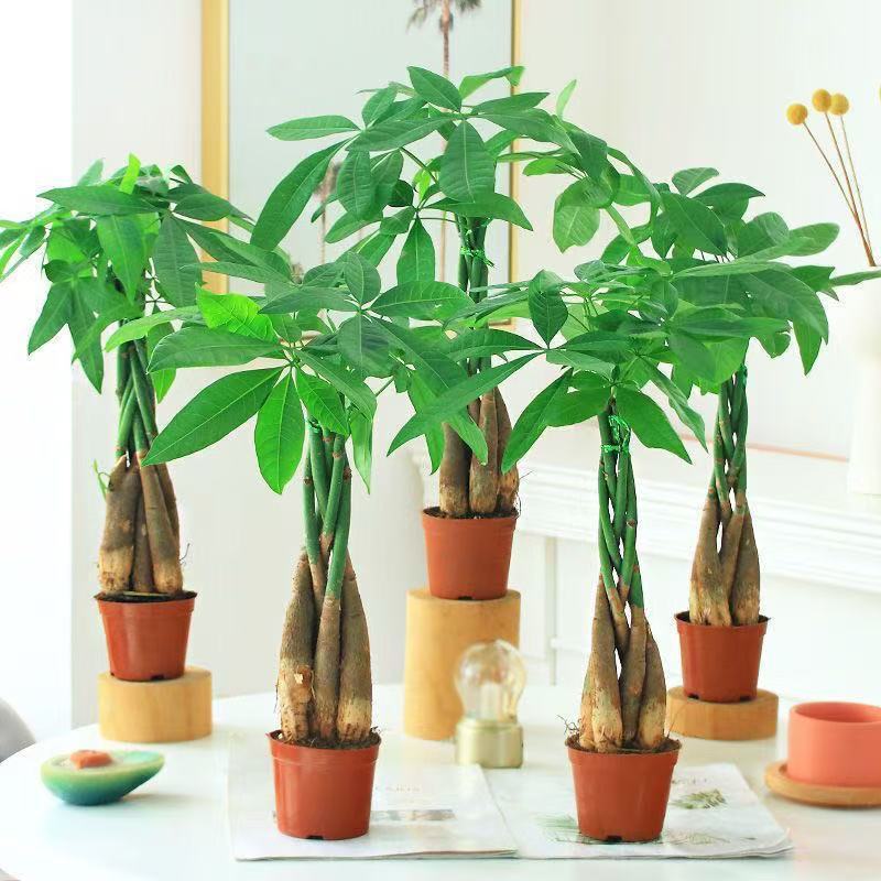 Big Fortune Tree Indoor and Outdoor Flowers Bonsai Plants Potted Big Fortune Tree Money Tree Flower Seedling Living Room Large Green Plant