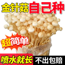 ��ᘹ�����Ģ�����N�Ӿ����Nֲ��ƽ���㹽ĥ���N�ԷN���N��ͥ�ҷN