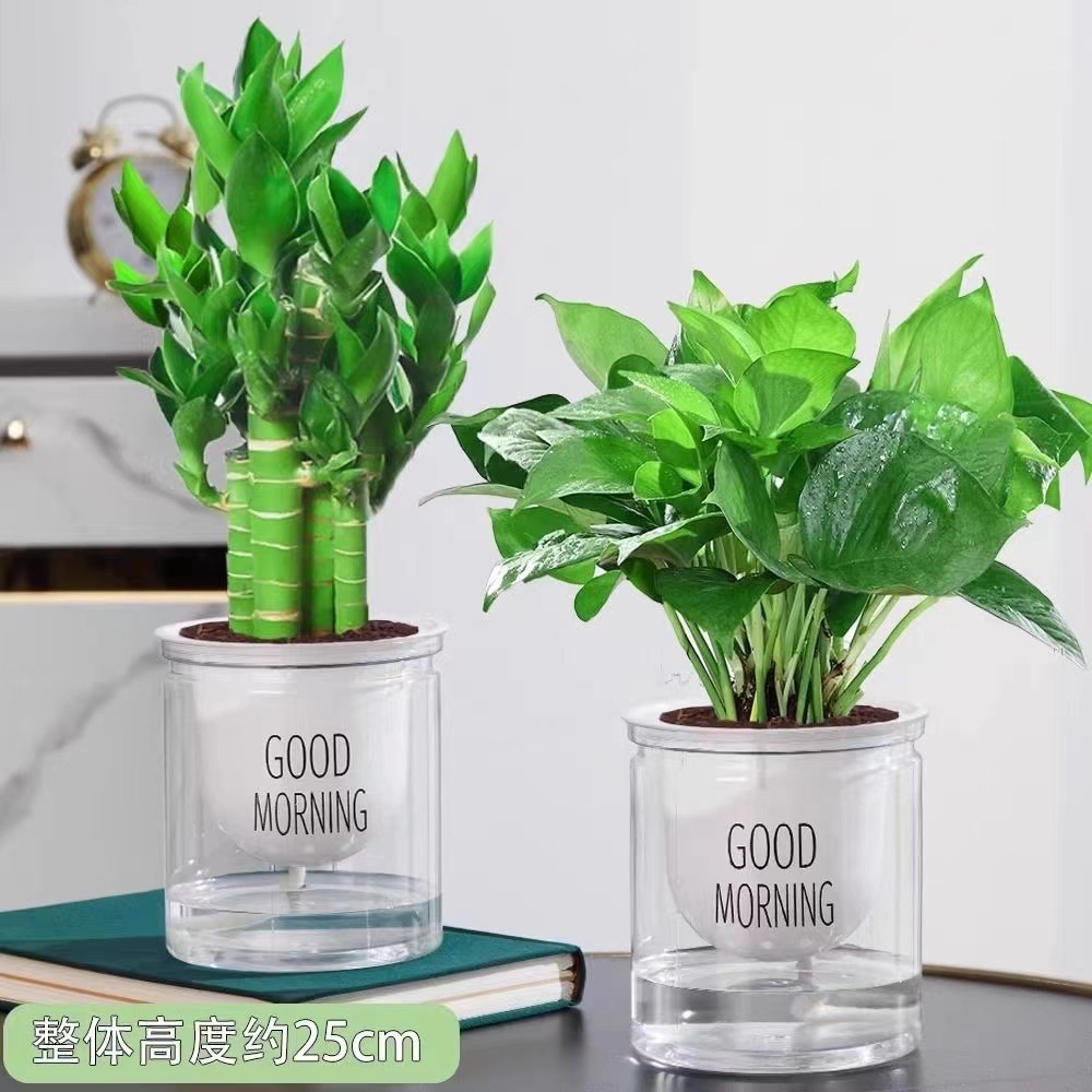 [핫 콤비네이션] 엄선된 연꽃대나무 + 청무(좋은 아침 대야)와 함께 영양액을 듬뿍