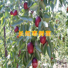 L痗䮔Yմ𗗴ͥԺϱ