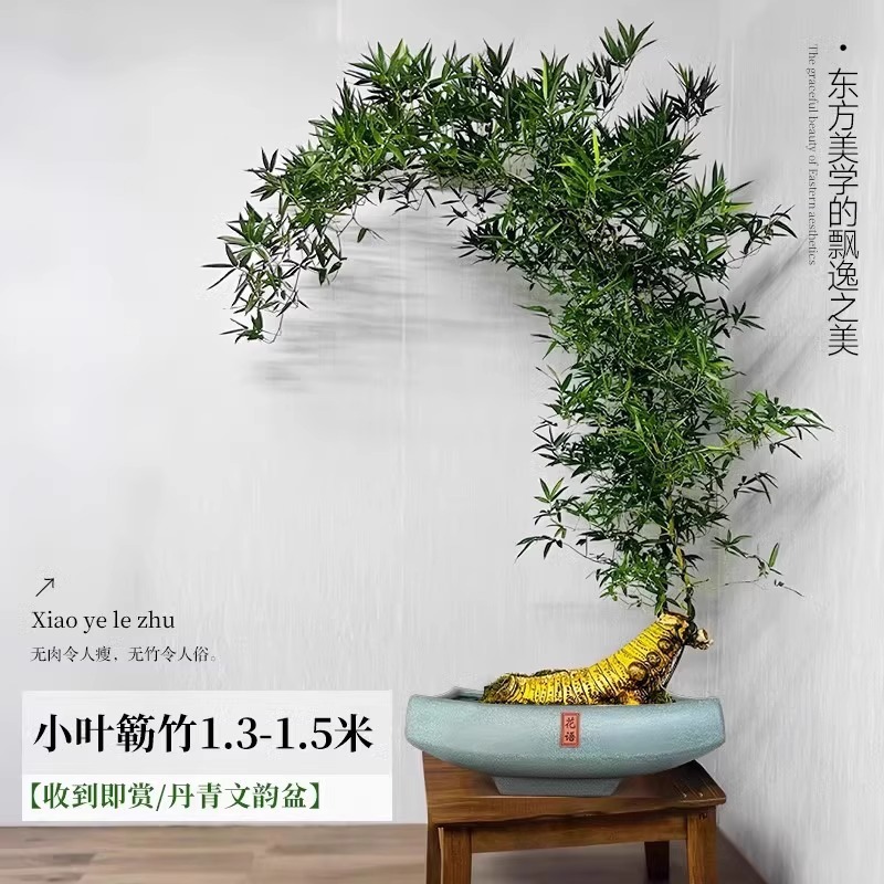 【带根老桩】A+级精品造型小叶簕竹 1.3-1.5m【丹青文韵盆】