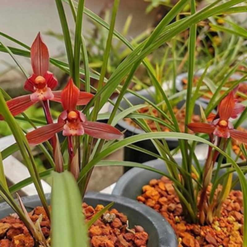 兰花红花 春兰豆瓣兰红河红浓香绿植花卉盆栽