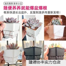 美莳控根多肉花盆长条形塑料透气小号方盆和营养土带托盘金小