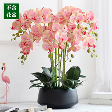 蝴蝶兰仿真花高级手感兰花摆放花卉客厅餐桌玄关婚庆装饰花艺摆件