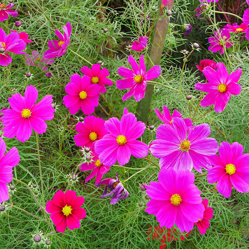 Semillas de flores, semillas de flores.
