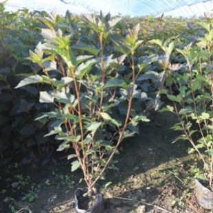 Nursery Wholesale Purple Leaf Bellows Fruit Container Seedlings Northeast Nutrition Cup Greening Project Saplings Golden Leaf Bellows Fruit Seedlings