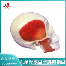���� �^�B��ģ�͸����� �^�B�ǘ˱�ģ�� �t�W����ʹ��ģ��