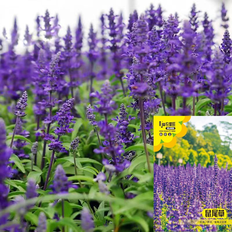 蓝花鼠尾草花种子四季播种多年生宿根景观花卉一串蓝一串红种子