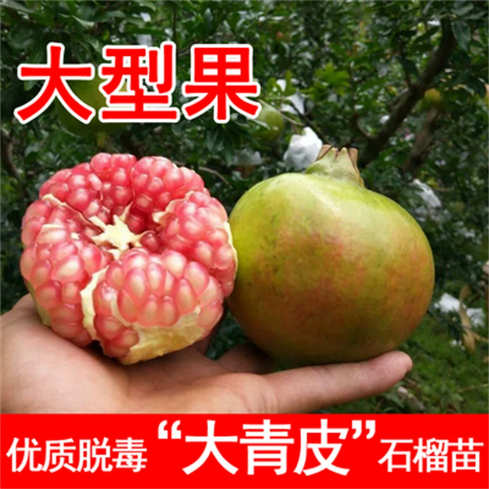 Большой зеленый гранат Рассада Экстра морозостойкие мягкие семена Сладкий гранат Рассада в горшке Посадка в Северной и Южной Посадка