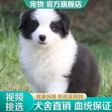 犬舍直发纯种边境牧羊犬幼犬活体宠物边牧幼犬活体三通七白边牧