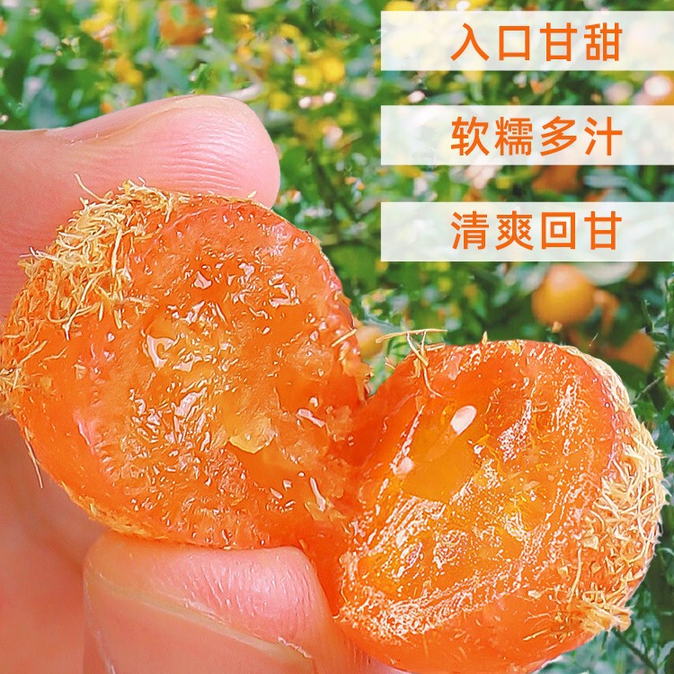甘草金桔干500g罐装批发果脯正宗广西清凉冰糖金橘桔饼蜜饯水果干|undefined