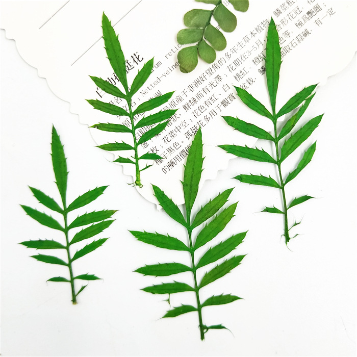 孔雀草叶 真树叶标本 植物叶片 压花台灯 干花押花书签 绿色客厅