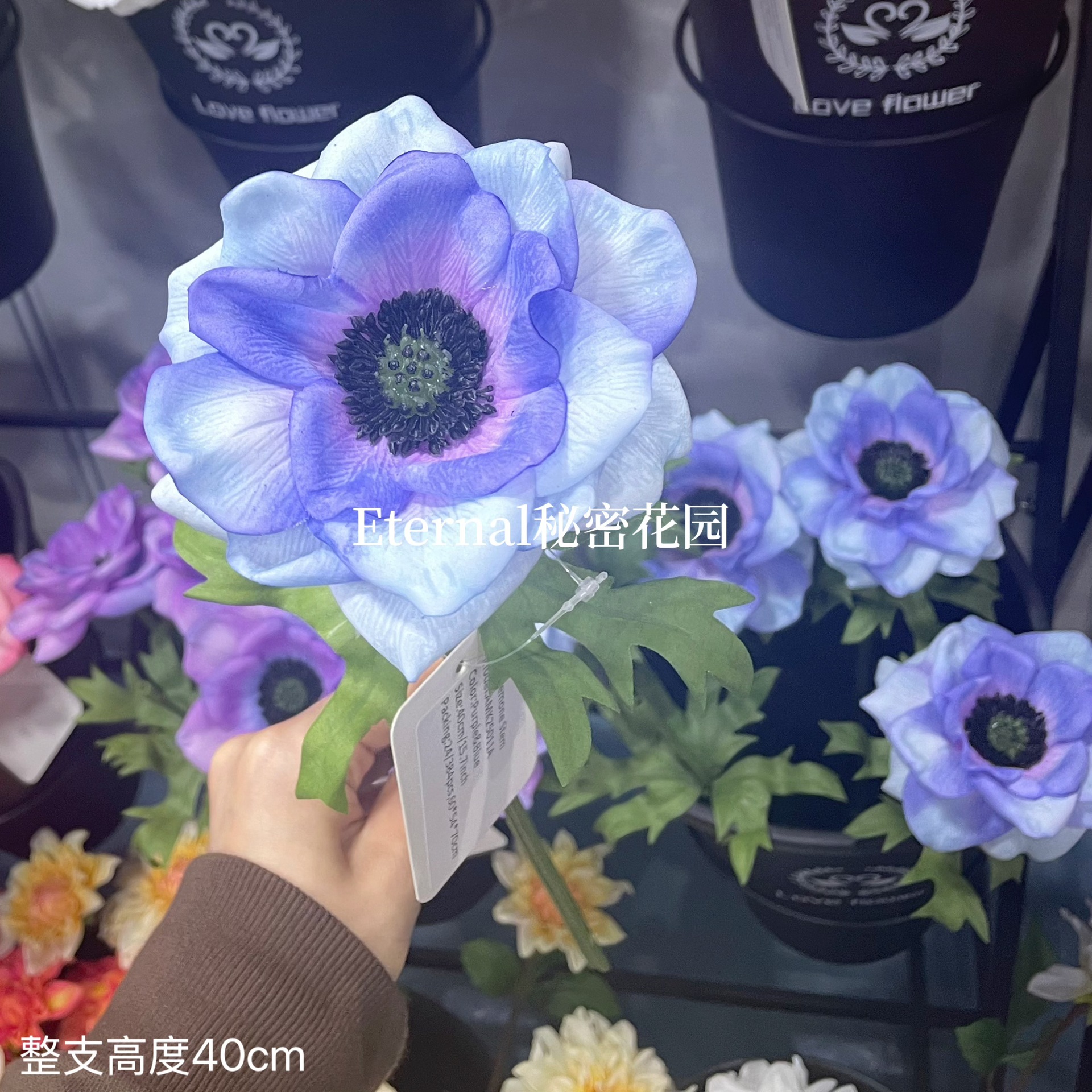 촉촉한 수련