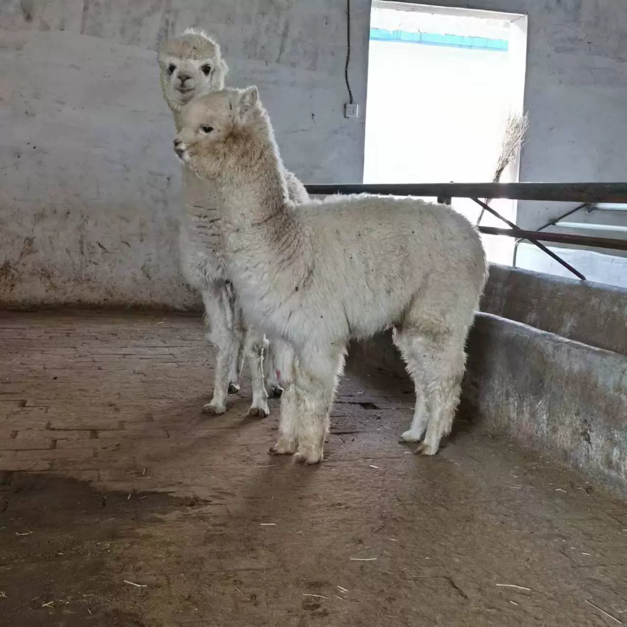 Альпака, живые саженцы альпаки для продажи, живописные места для наблюдения, личные питомцы, разведение альпак, продажа и аренда особняка.