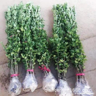 ���l�������S����� �G����ľ�е���G�hֲ�� �ļ����� ���󃞻�