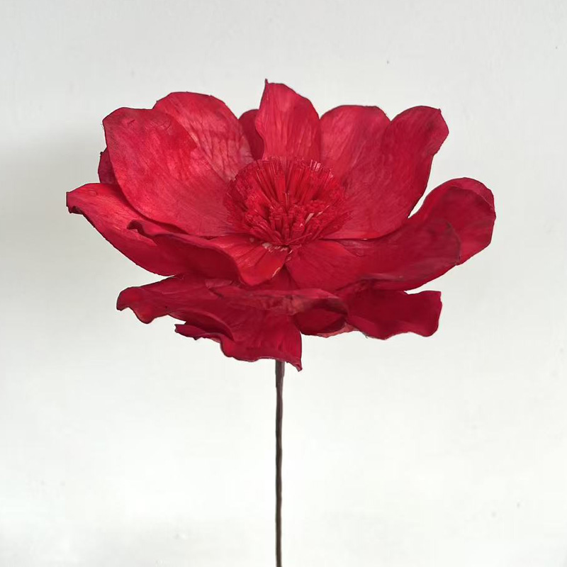 Gran lirio de hierba Roja de 15 - 16 cm de diámetro y 60 cm de largo