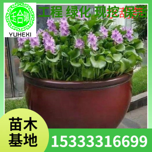 Wholesale Aquatic Plants for Nurseries: Water Hyacinth Seedlings, Water Lilies, Water Hibiscus, Wetland Greening, Courtyard Pond Landscaping