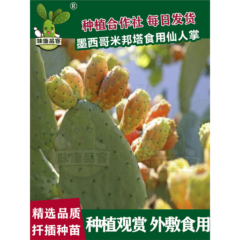 Fresh Mexican Mibonta Edible Cactus Medicinal External Application Raw Succulent Potted Plant Grafted Tortoise