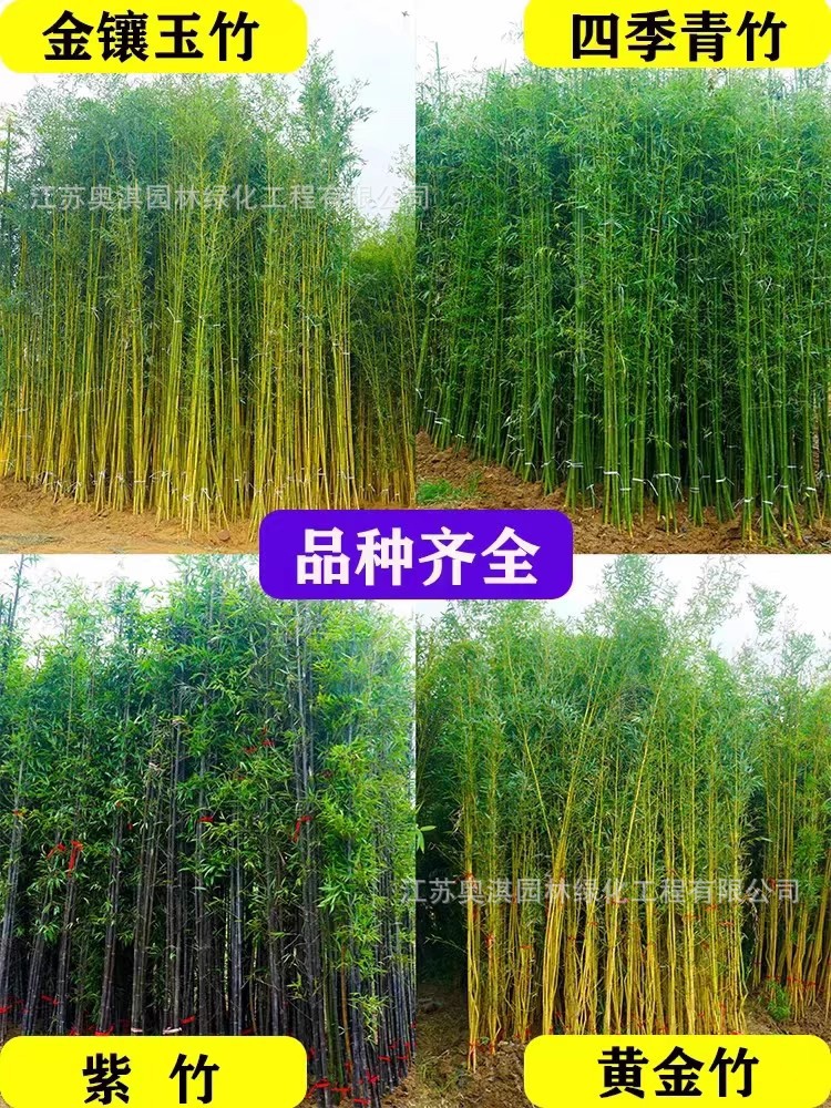 供应绿化竹子 黄金竹 刚竹 翠竹 紫竹 箬竹 早园竹 慈孝竹等竹苗|ru