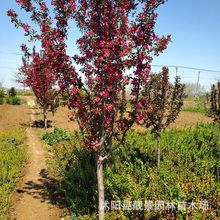 基地批发海棠树 北美海棠 垂丝海棠 西府海棠 规格齐全量大价优