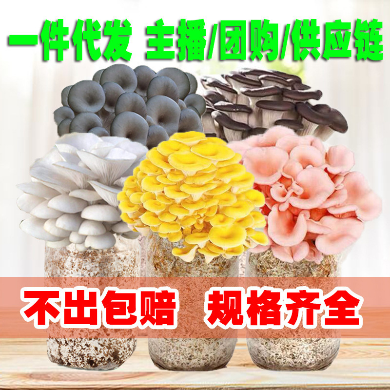 Mushroom Growing Kit Elementary School Student Toy Planting Box Reward Plant Prize Children's Succulent Kindergarten Gift