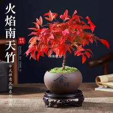 火焰南天竹盆栽观叶小盆景好养易活耐寒绿植书房茶桌禅意微景观