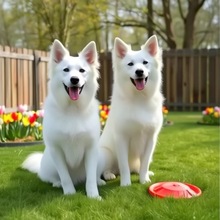 瑞士牧羊犬幼犬活体宠物狗狗大型犬护卫犬工作犬瑞牧幼崽小狗批发