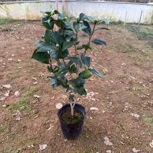 基地直发三年苗克瑞墨大牡丹香水茶花浓香型大红色年宵花四季常青