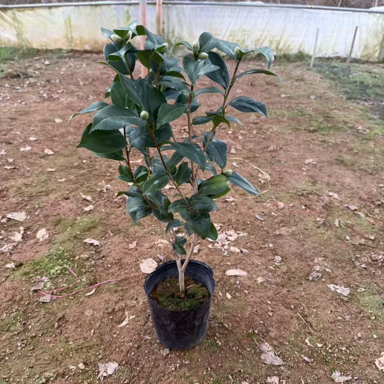 基地直发三年苗克瑞墨大牡丹香水茶花浓香型大红色年宵花四季常青