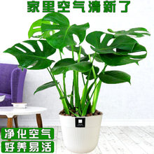 �����������҃��k���ҾGֲ��ˮ��ֲ���ļ�������ꎻ����ļ�ֲ��