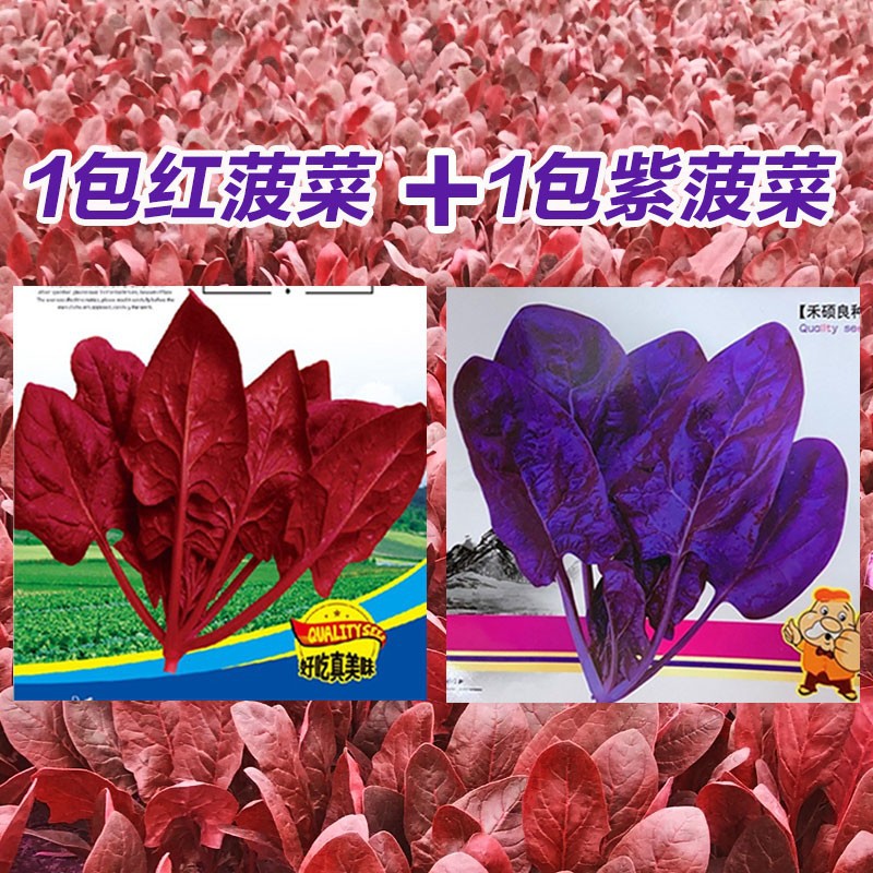 紫色菠菜种子 蔬菜籽春秋四季播大叶口感好国外引进阳台庭院盆栽