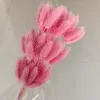 Pink rabbit tails of about 60 brands of about 60