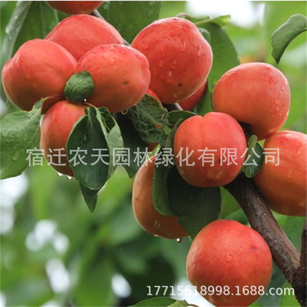 杏树苗精品嫁接巨密王杏南方北方种植树苗盆载地栽果树苗当年结果