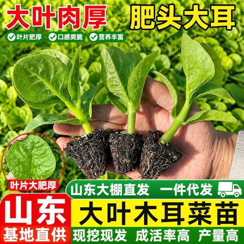 Seedlings of Large-Leaf Water Spinach with Soil, High Calcium Content, Thick Flesh, Heat-Resistant in Summer, All-Season Seeds, Available for Direct Delivery from the Nursery Seedlings of Large-Leaf Water Spinach with Soil, High Calcium Content, Thick Flesh, Heat-Resistant in Summer, All-Season Seeds, Available for Direct Delivery from the Nursery