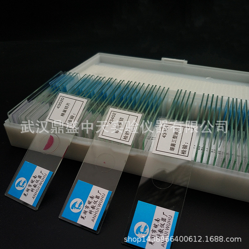 43204单子叶植物茎横切生物切片初高中生物实验切片盒生物