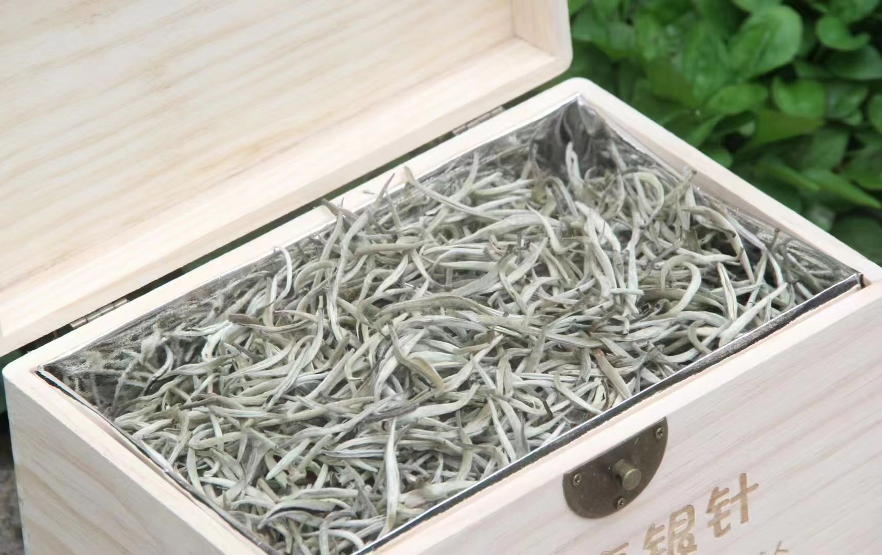 白毫银针礼盒装500g/箱茶中美人甘冽香甜茶叶饱满条顿产地批发