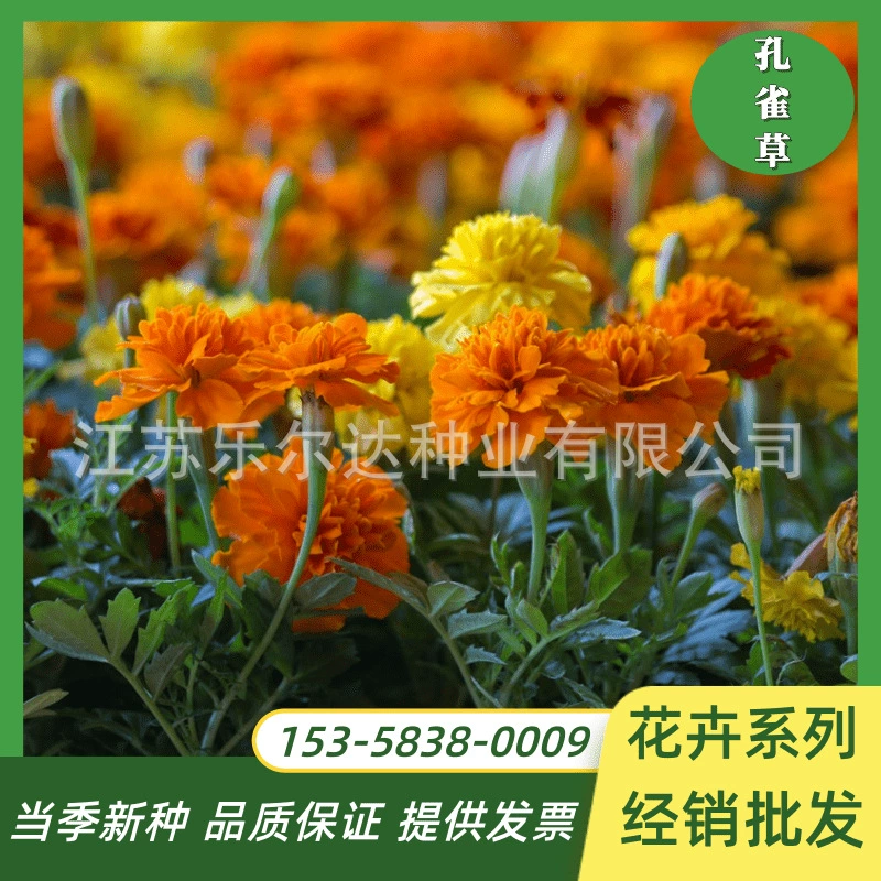 Семена павлиньей травы морозостойкие Four Seasons посев Цветущий дворовой пейзаж Цветы Морские Цветы легко живые цветы семена семян